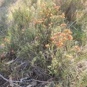 Dillwynia sp. Yetholme (P.C.Jobson 5080) NSW Herbarium at Kaleen, ACT - 19 Sep 2024