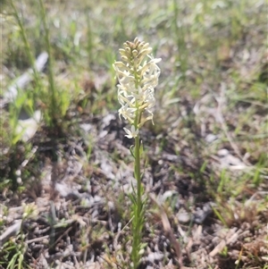 Stackhousia monogyna at Kaleen, ACT - 19 Sep 2024 02:17 PM