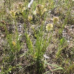 Stackhousia monogyna at Kaleen, ACT - 19 Sep 2024 02:17 PM