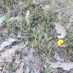 Bossiaea prostrata at Kaleen, ACT - 19 Sep 2024