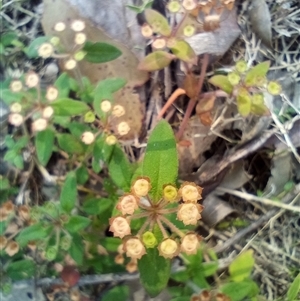 Pomax umbellata at The Gap, NSW - 19 Sep 2024 02:31 PM