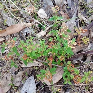 Pomax umbellata at The Gap, NSW - 19 Sep 2024 02:31 PM