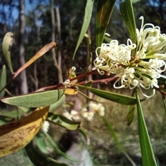 Hakea florulenta at The Gap, NSW - 19 Sep 2024 by poszum