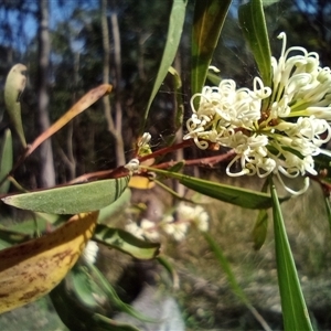 Unidentified at suppressed - 19 Sep 2024