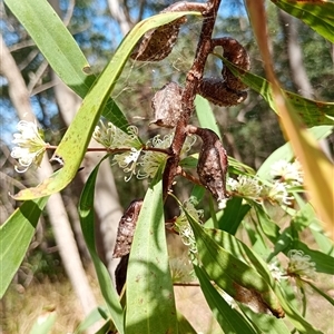 Unidentified at suppressed - 19 Sep 2024