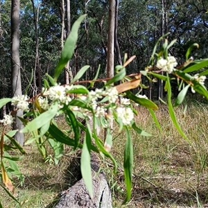 Unidentified at suppressed - 19 Sep 2024