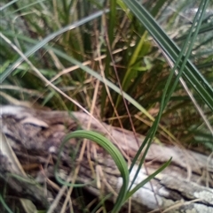 Tricoryne elatior at The Gap, NSW - 19 Sep 2024 02:13 PM