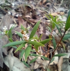 Leucopogon sp. at The Gap, NSW - 19 Sep 2024 by poszum