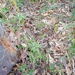 Leucopogon affinis at The Gap, NSW - 19 Sep 2024 02:11 PM