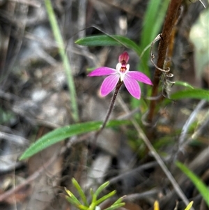 Caladenia fuscata at Uriarra Village, ACT - 19 Sep 2024