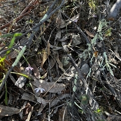 Caladenia fuscata at Uriarra Village, ACT - 19 Sep 2024