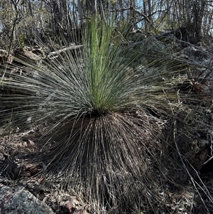 Xanthorrhoea glauca subsp. angustifolia at Uriarra Village, ACT - 19 Sep 2024