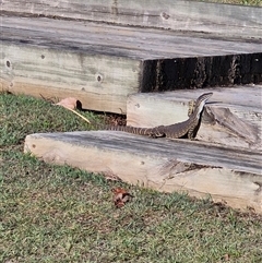 Varanus gouldii (Sand Goanna) at Evans Head, NSW - 19 Sep 2024 by AliClaw