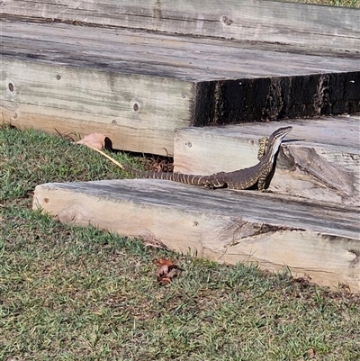 Varanus gouldii (Sand Goanna) at Evans Head, NSW - 19 Sep 2024 by AliClaw