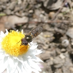 Simosyrphus grandicornis (Common hover fly) at Belconnen, ACT - 19 Sep 2024 by JohnGiacon