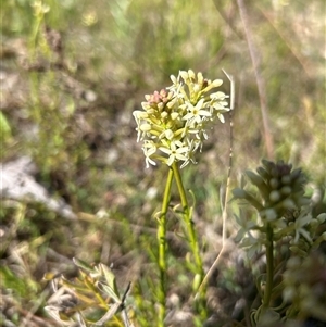 Stackhousia monogyna at Kaleen, ACT - 19 Sep 2024