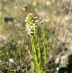 Stackhousia monogyna at Kaleen, ACT - 19 Sep 2024