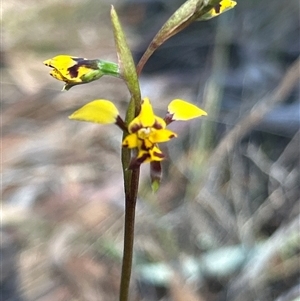 Diuris pardina at Kaleen, ACT - suppressed