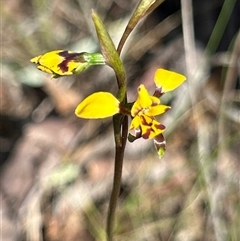 Diuris pardina at Kaleen, ACT - 19 Sep 2024