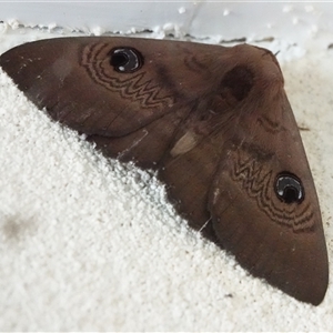 Dasypodia selenophora at Hall, ACT - 19 Sep 2024