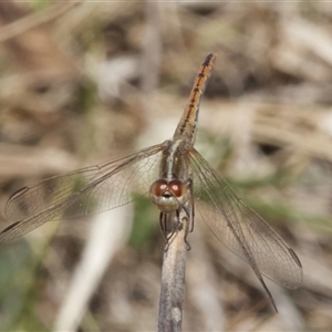 Diplacodes bipunctata at Hackett, ACT - 10 Sep 2024