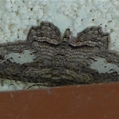 Chloroclystis filata (Filata Moth, Australian Pug Moth) at Hall, ACT - 18 Sep 2024 by Anna123