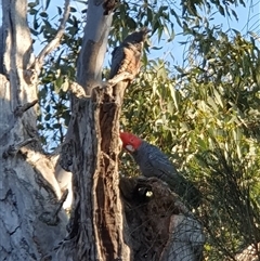 Callocephalon fimbriatum (Gang-gang Cockatoo) at Lyons, ACT - 18 Sep 2024 by jmcleod