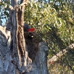 Callocephalon fimbriatum at Lyons, ACT - suppressed