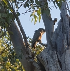 Callocephalon fimbriatum at Lyons, ACT - 19 Sep 2024