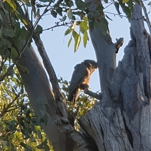 Callocephalon fimbriatum at Lyons, ACT - suppressed