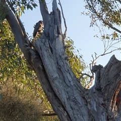 Callocephalon fimbriatum at Lyons, ACT - suppressed