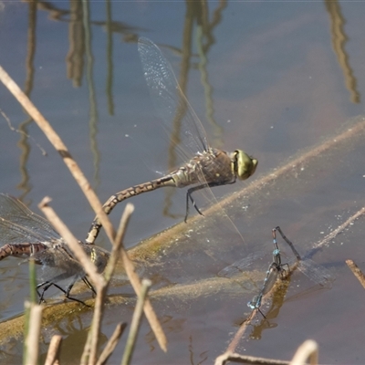 Anax papuensis (Australian Emperor) at Dickson, ACT - 10 Sep 2024 by Pirom