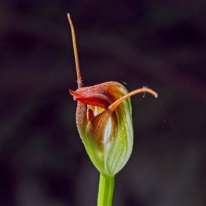 Pterostylis pedunculata at Paddys River, ACT - suppressed