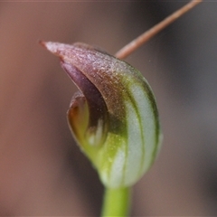 Pterostylis pedunculata at Paddys River, ACT - suppressed