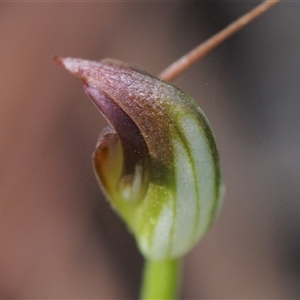 Pterostylis pedunculata at Paddys River, ACT - suppressed