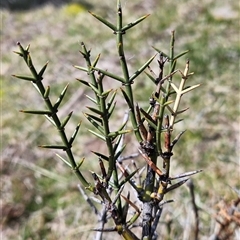 Discaria pubescens (Australian Anchor Plant) at Mount Clear, ACT - 19 Sep 2024 by BethanyDunne