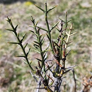 Discaria pubescens at Mount Clear, ACT - 19 Sep 2024