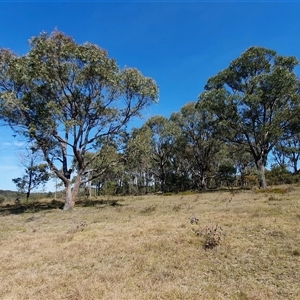 Eucalyptus macrorhyncha at Yass River, NSW - 19 Sep 2024