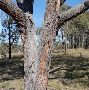 Eucalyptus macrorhyncha at Yass River, NSW - 19 Sep 2024