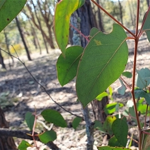 Eucalyptus macrorhyncha at Yass River, NSW - 19 Sep 2024