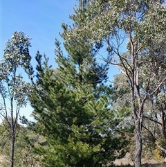 Pinus radiata (Monterey or Radiata Pine) at Yass River, NSW - 19 Sep 2024 by SenexRugosus