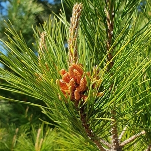 Pinus radiata at Yass River, NSW - 19 Sep 2024