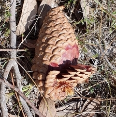 Pinus radiata at Yass River, NSW - 19 Sep 2024