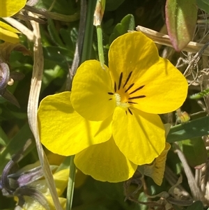 Viola arvensis at Coombs, ACT - 19 Sep 2024