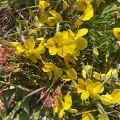 Viola arvensis at Coombs, ACT - 19 Sep 2024