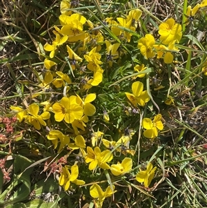 Viola arvensis at Coombs, ACT - 19 Sep 2024