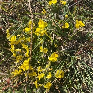 Viola arvensis at Coombs, ACT - 19 Sep 2024