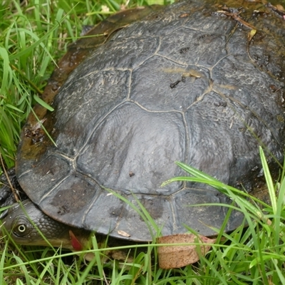 Chelodina longicollis (Eastern Long-necked Turtle) at Charleys Forest, NSW - 28 Jan 2022 by arjay