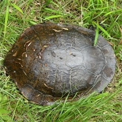 Chelodina longicollis at Charleys Forest, NSW - suppressed