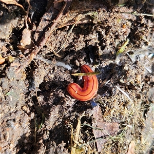 Anzoplana trilineata at Braidwood, NSW - 19 Sep 2024 01:34 PM